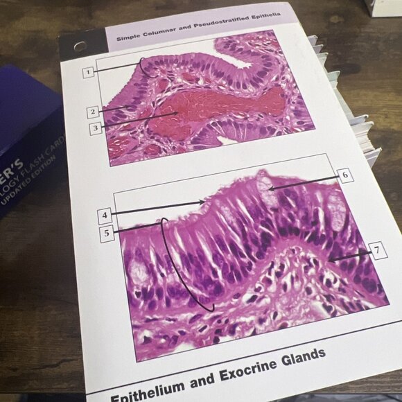 Netter's Histology Flash Cards, Updated Edition Great Condition - Picture 4 of 4